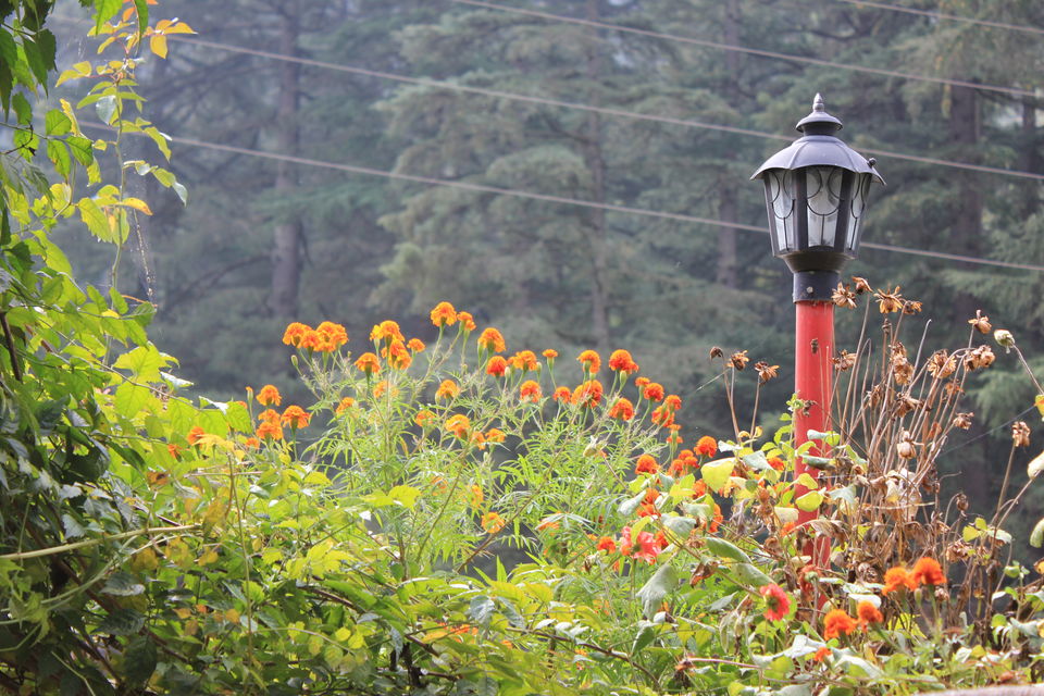 Photo of A Short Getaway to Parvati Valley, Himachal 6/8 by koyna
