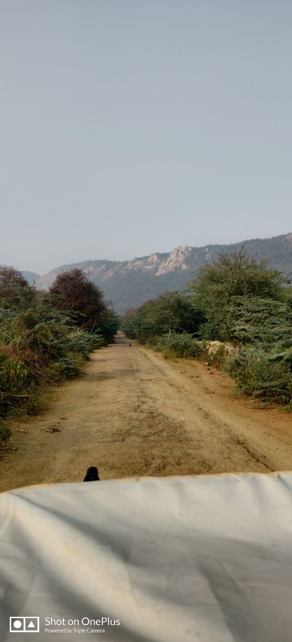 Photo of Sariska National Park, Alwar, Rajasthan, India by Mr.Grv