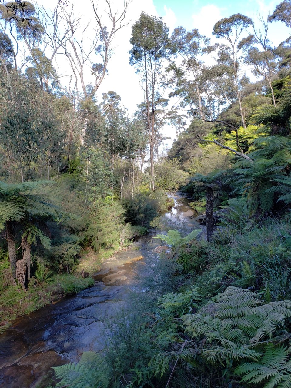 Photo of Wentworth Falls NSW, Australia by Naveen Kumar