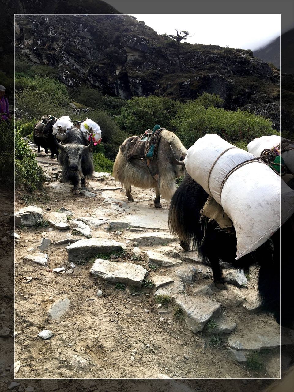 Photo of Everest Base Camp : Trek of a Lifetime. #Himalayas by Madovertravel
