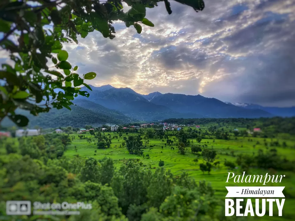 Photo of Palampur - Early morning Lockdown Diaries by Amit Padam