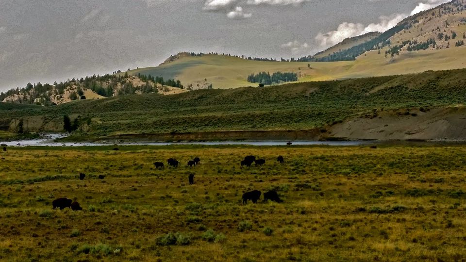 Photo of Yellowstone National Park (4 days) 4/6 by Chhavi Sinha
