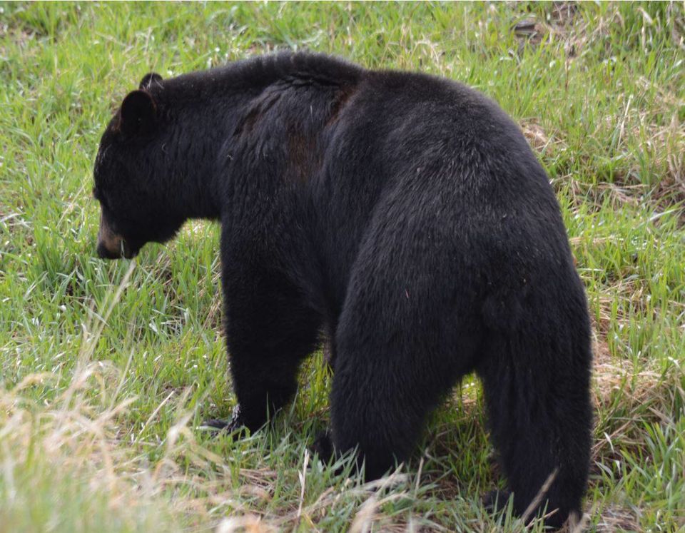 Photo of Yellowstone National Park (4 days) 3/6 by Chhavi Sinha