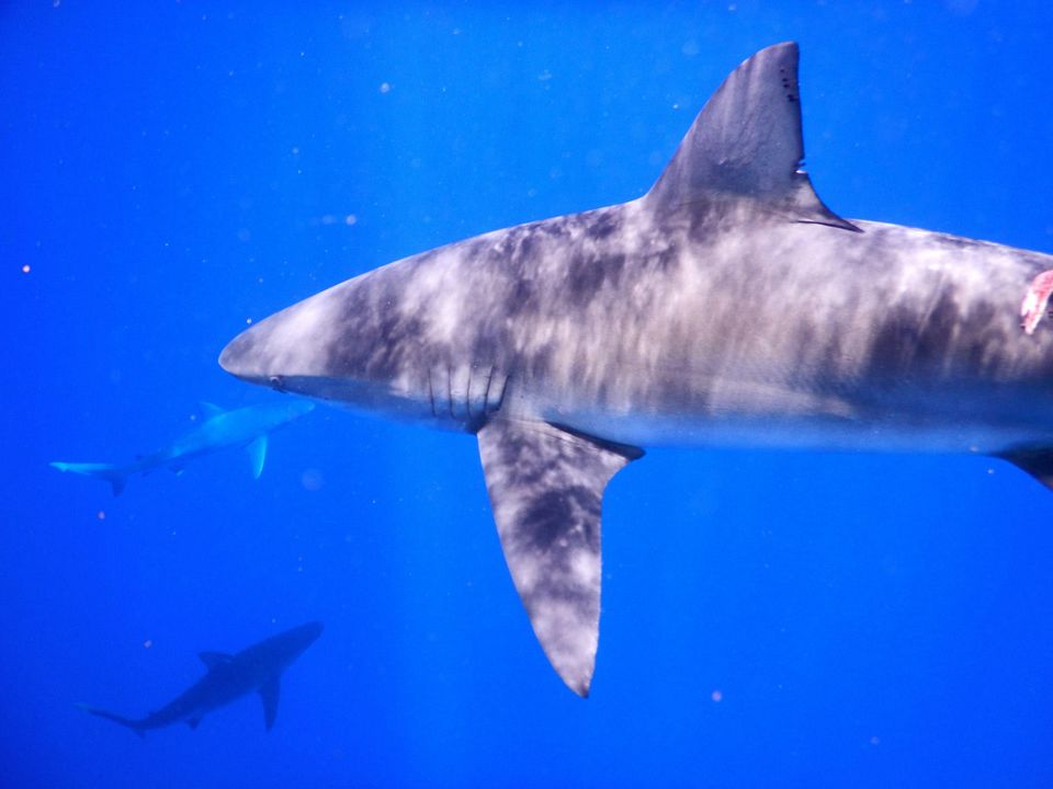 Photo of Hawaii - Maui - Paradise Island (7 Day Trip) 18/25 by Chhavi Sinha