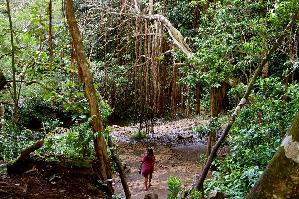 Photo of Hawaii - Maui - Paradise Island (7 Day Trip) 11/25 by Chhavi Sinha