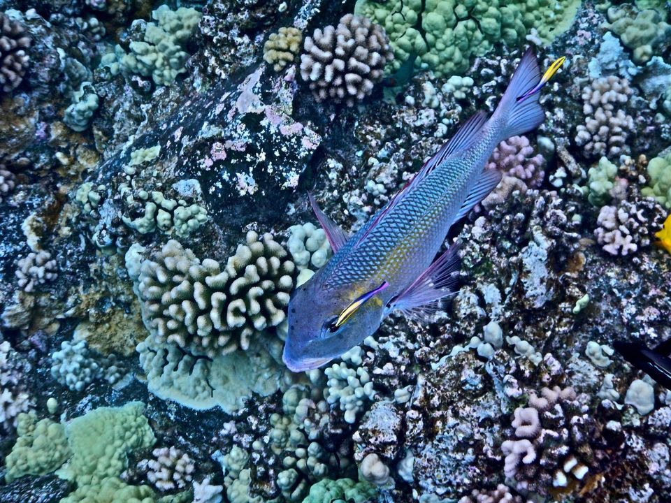 Photo of Hawaii - Maui - Paradise Island (7 Day Trip) 22/25 by Chhavi Sinha