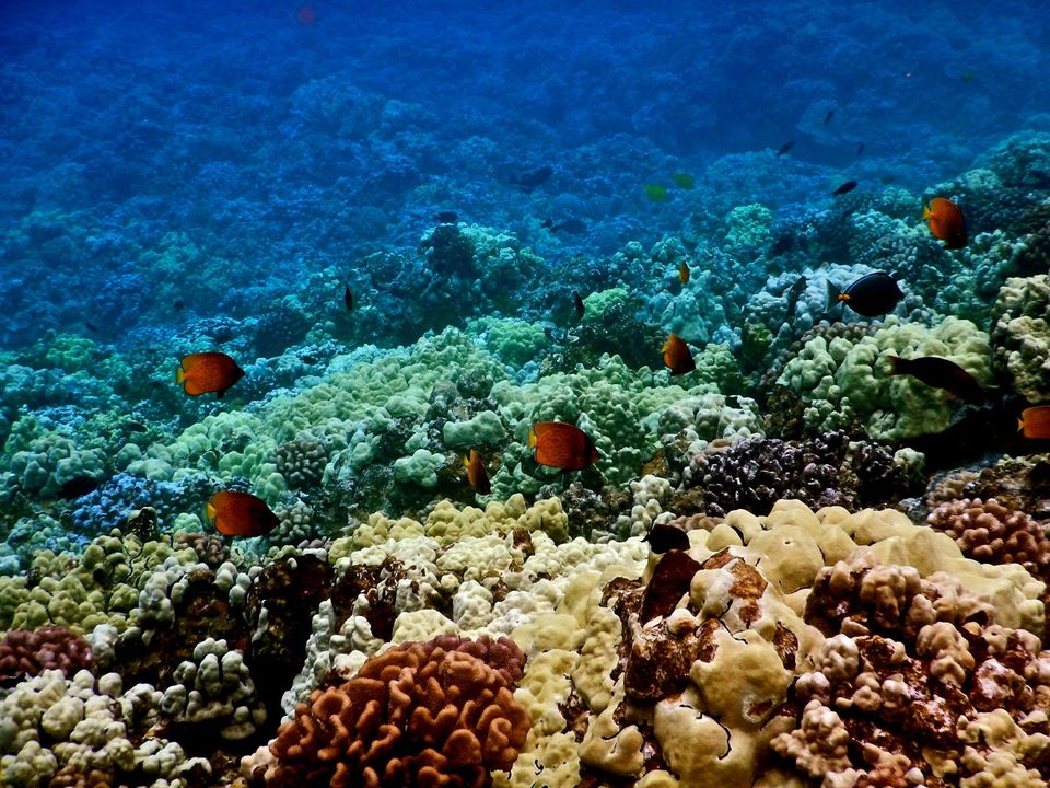 Photo of Hawaii - Maui - Paradise Island (7 Day Trip) 20/25 by Chhavi Sinha