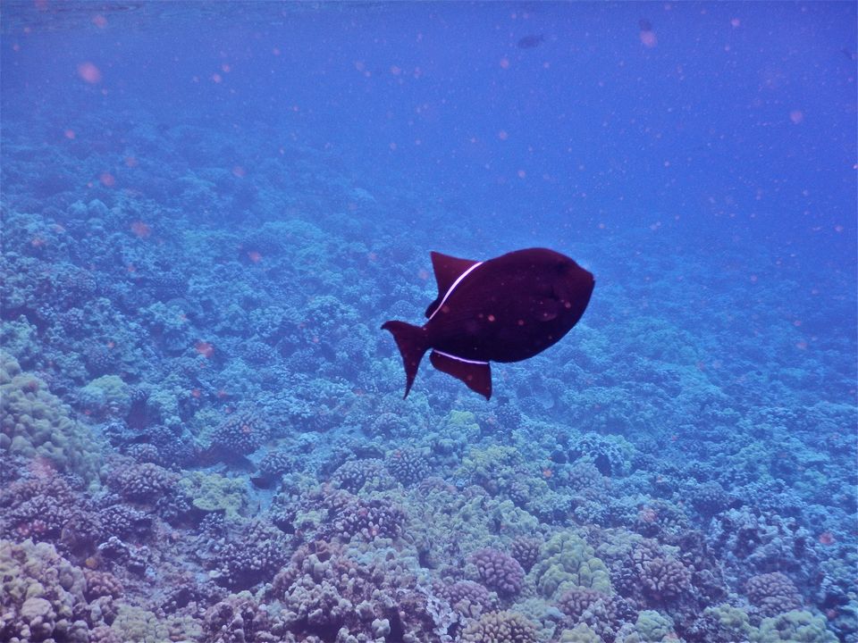 Photo of Hawaii - Maui - Paradise Island (7 Day Trip) 21/25 by Chhavi Sinha