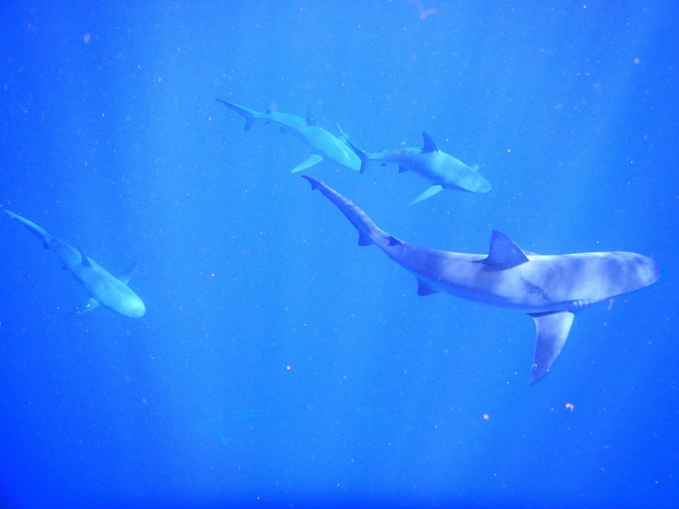 Photo of Hawaii - Maui - Paradise Island (7 Day Trip) 19/25 by Chhavi Sinha