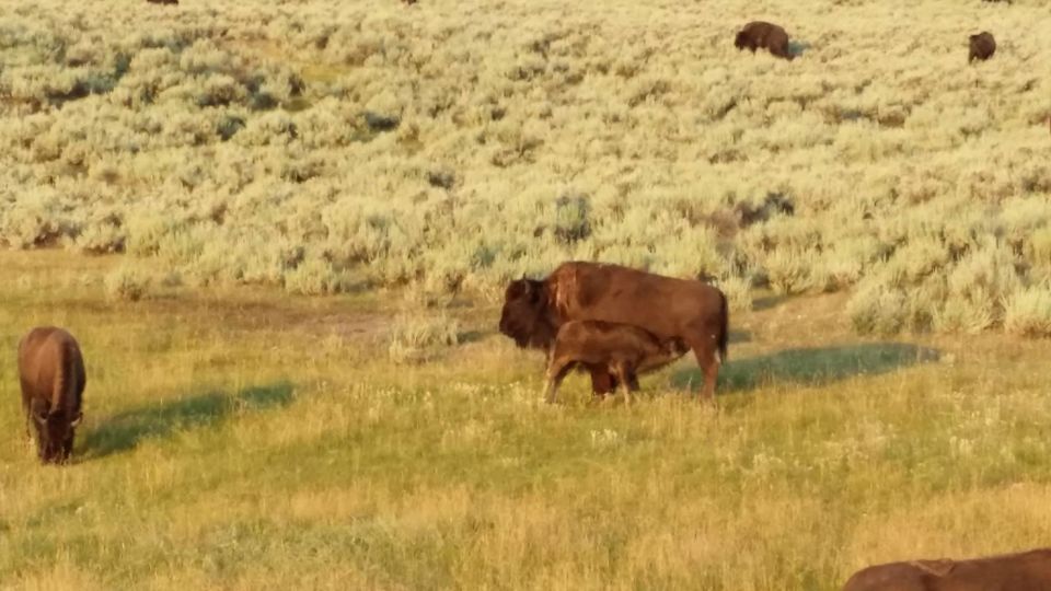 Photo of Yellowstone National Park (4 days) 2/6 by Chhavi Sinha
