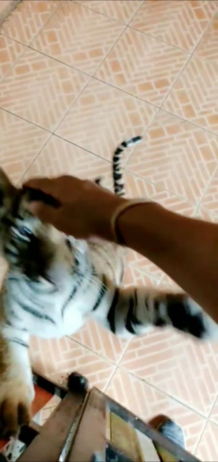 Photo of Feeding a tiger cub!! by Rhishabh Naredi