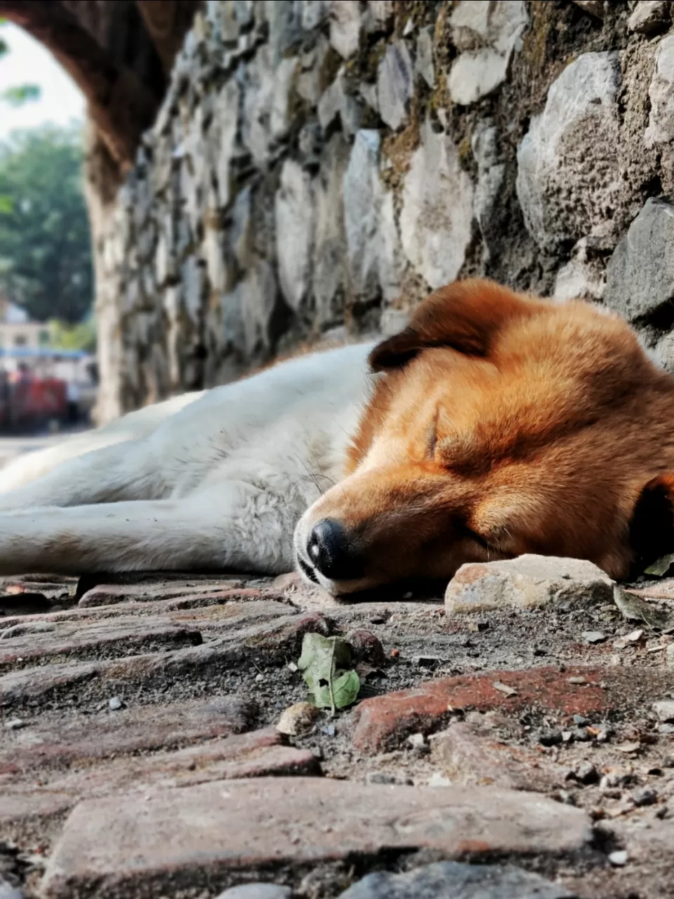 Photo of Rishikesh By Ramnarayan Iyer