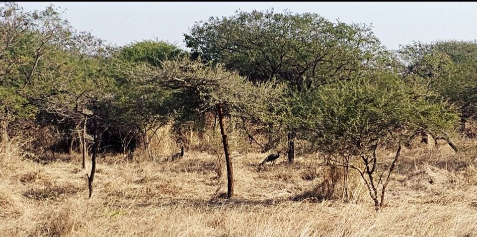 Photo of Somnath and Gir National Park by Priya Tayal