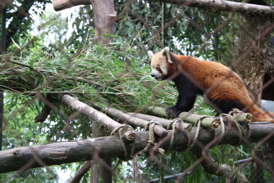 Photo of Padmaja Naidu Himalayan Zoological Park, Darjeeling, West Bengal, India by Fatema Diwan