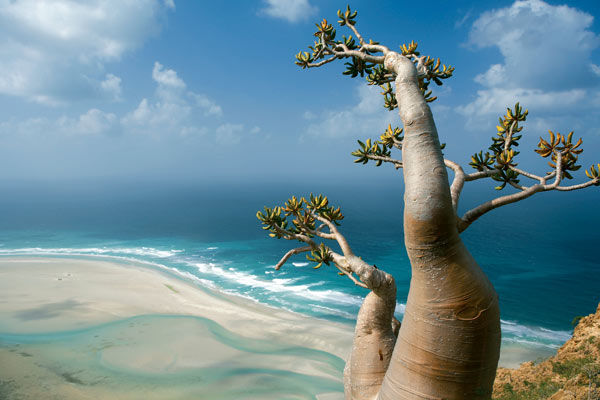 Photo of Socotra, Hadramaut, Yemen by Fatema Diwan