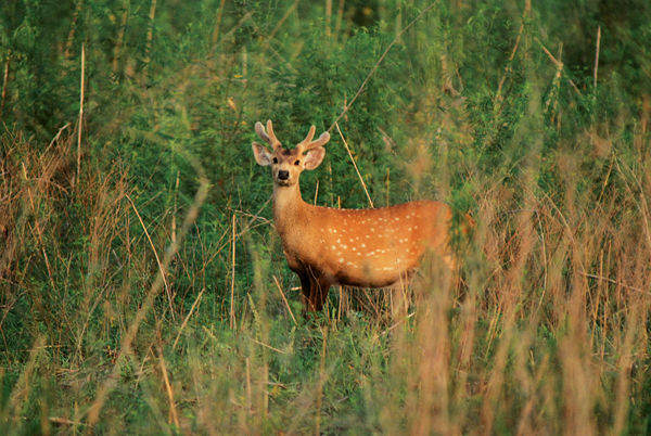 Photo of Traveling The Lesser Known: Syalsaur, Uttarakhand 4/6 by Fatema Diwan