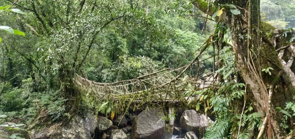 Photo of Single Root Bridge, Meghalaya, India by Souvik Podder