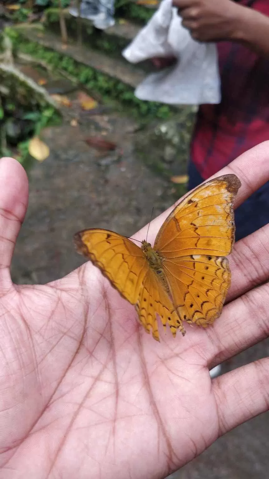 Photo of Single Root Bridge, Meghalaya, India by Souvik Podder