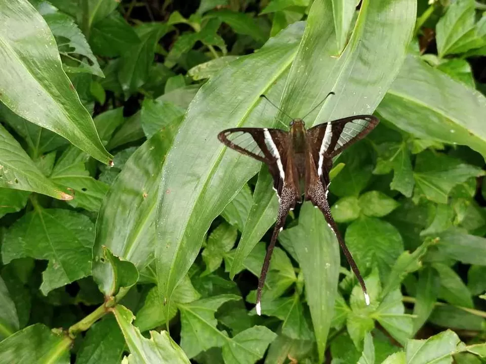 Photo of Double Decker Living Root Bridge, Cherrapunji‎, Meghalaya, India by Souvik Podder
