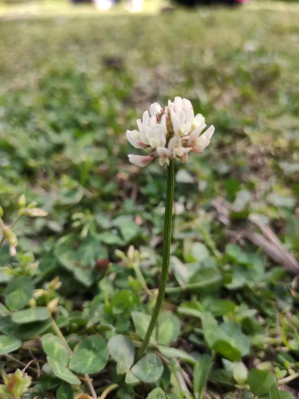 Photo of Jibhi by Shravan Yadav