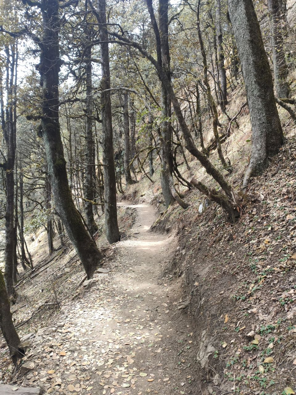 Photo of Jibhi - untouched paradise for Hiking by Shravan Yadav