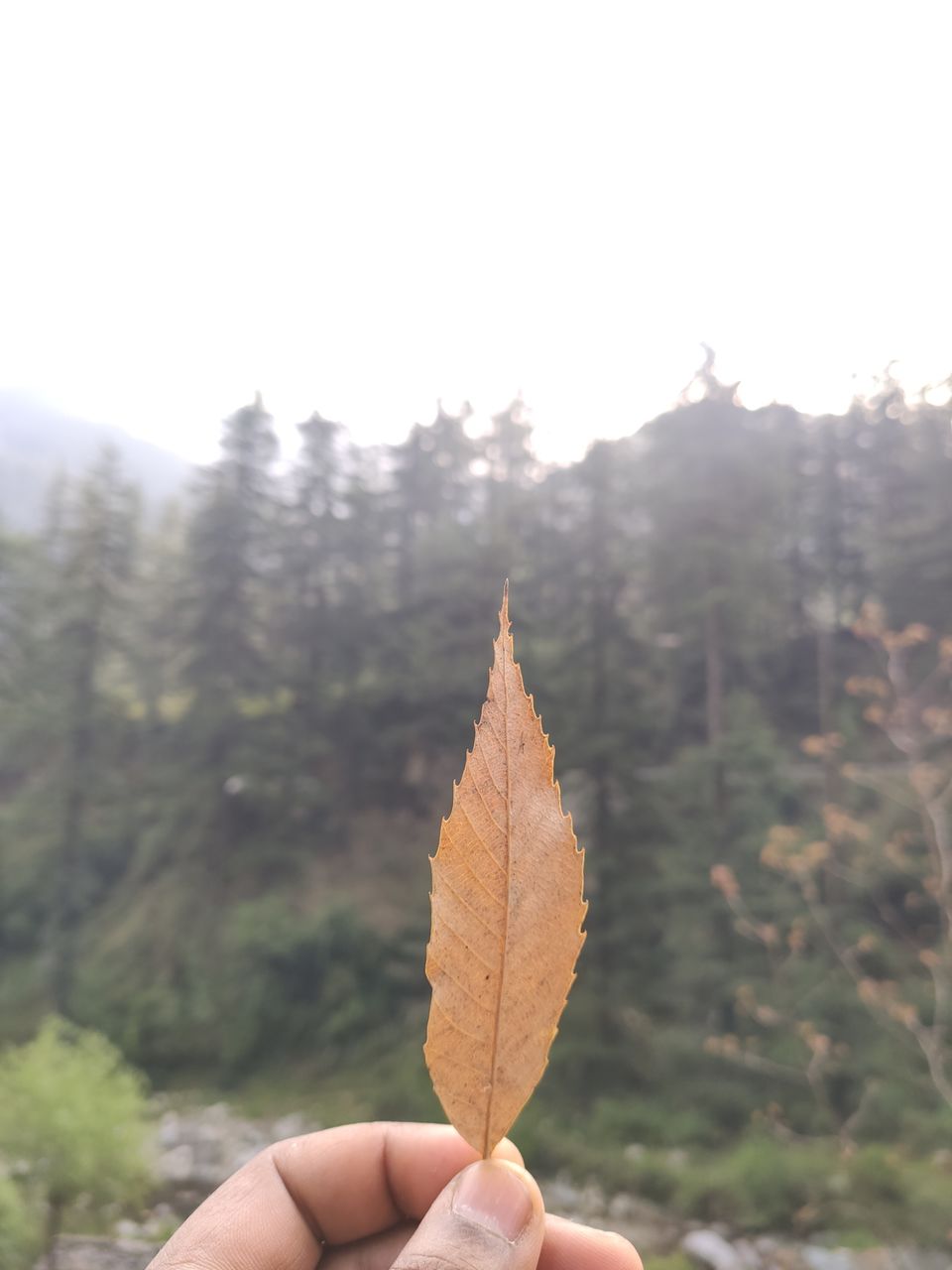 Photo of Jibhi - untouched paradise for Hiking by Shravan Yadav