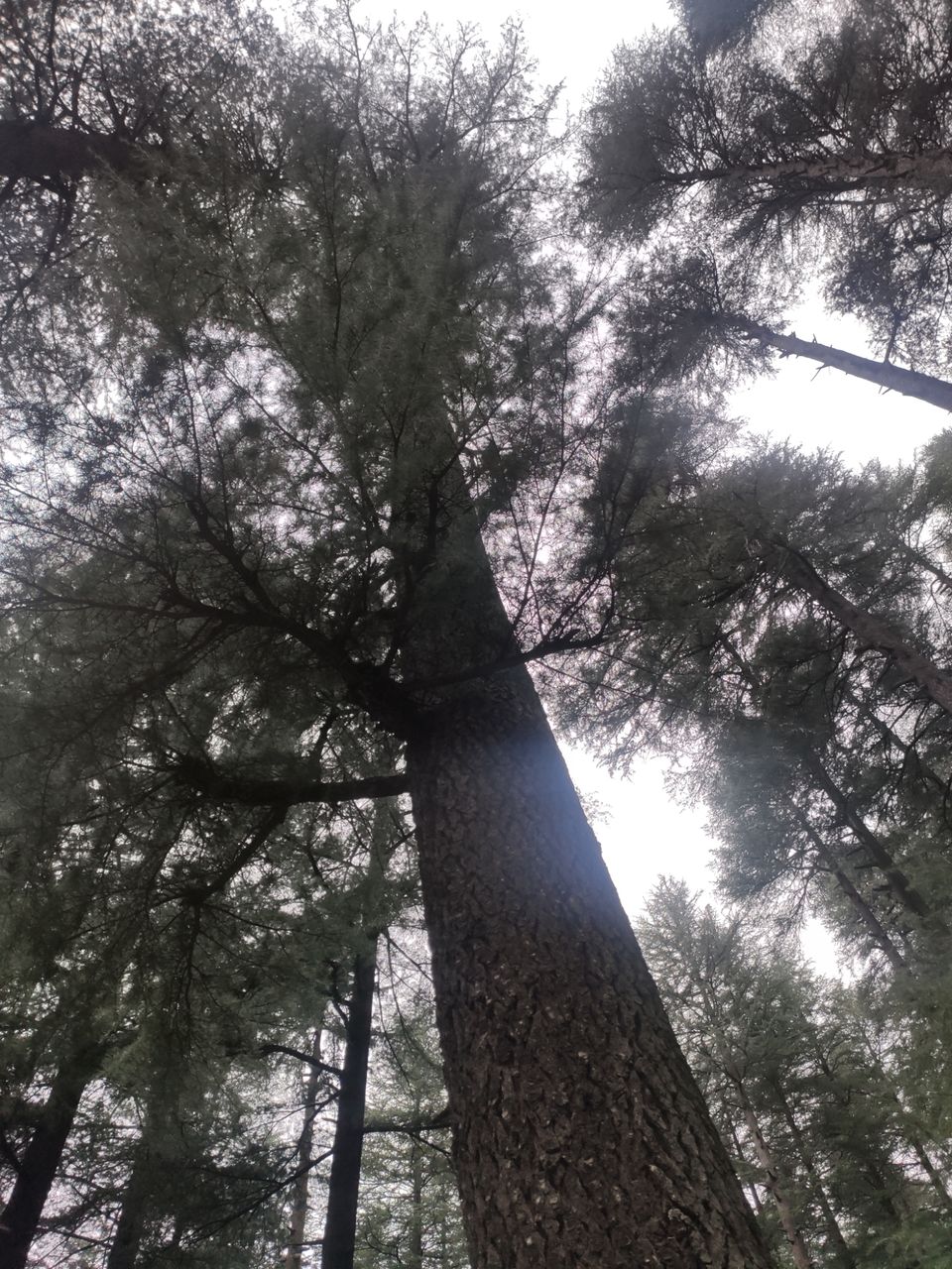 Photo of Jibhi - untouched paradise for Hiking by Shravan Yadav