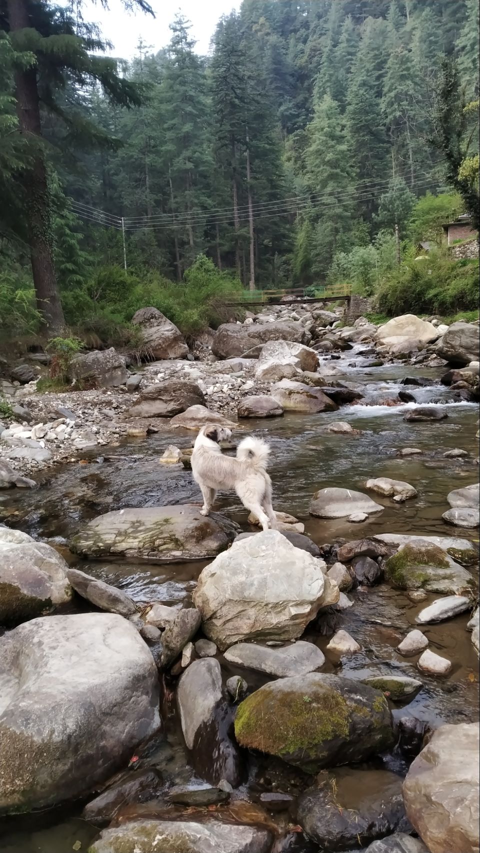 Photo of Jibhi by Shravan Yadav