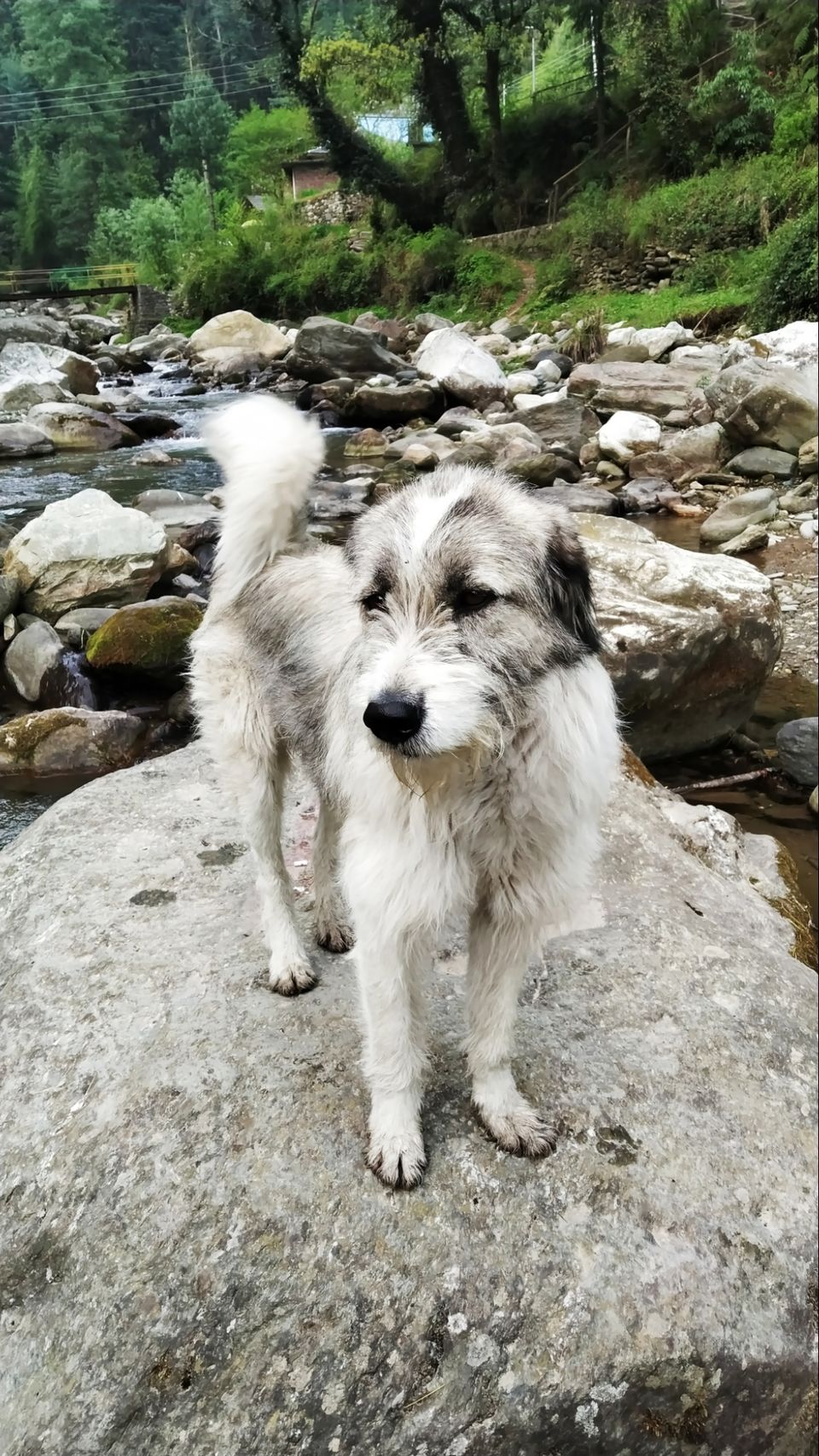 Photo of Jibhi by Shravan Yadav