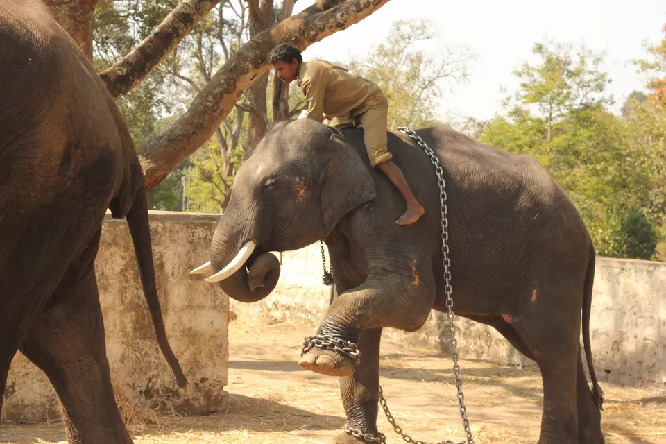 Photo of Dubare Elephant Camp, Madikeri, Karnataka, India by Sasank Raavi