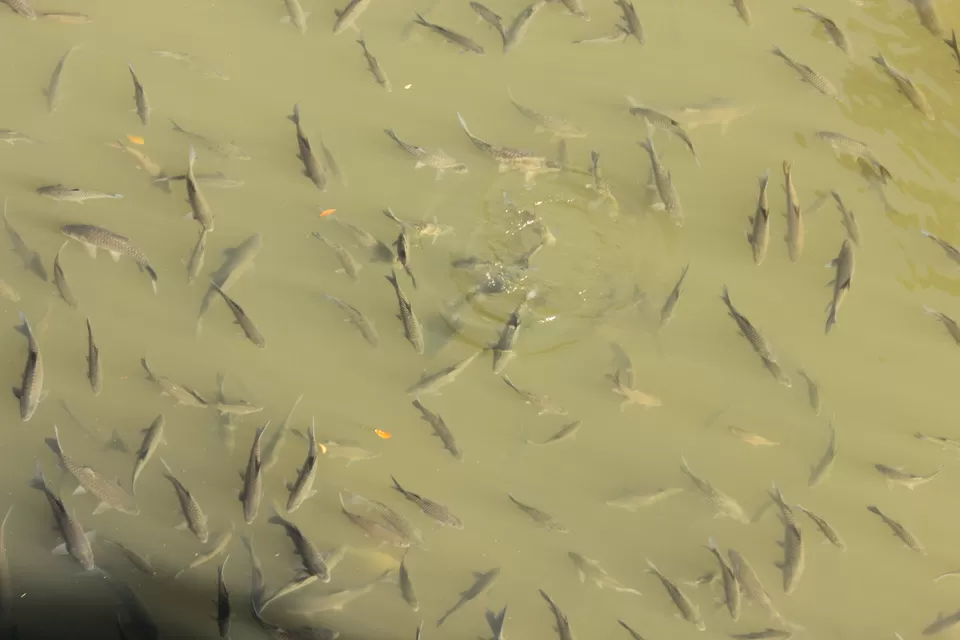 Photo of Nisargadhama, Cauvery, Kodagu, Karnataka, India by Sasank Raavi