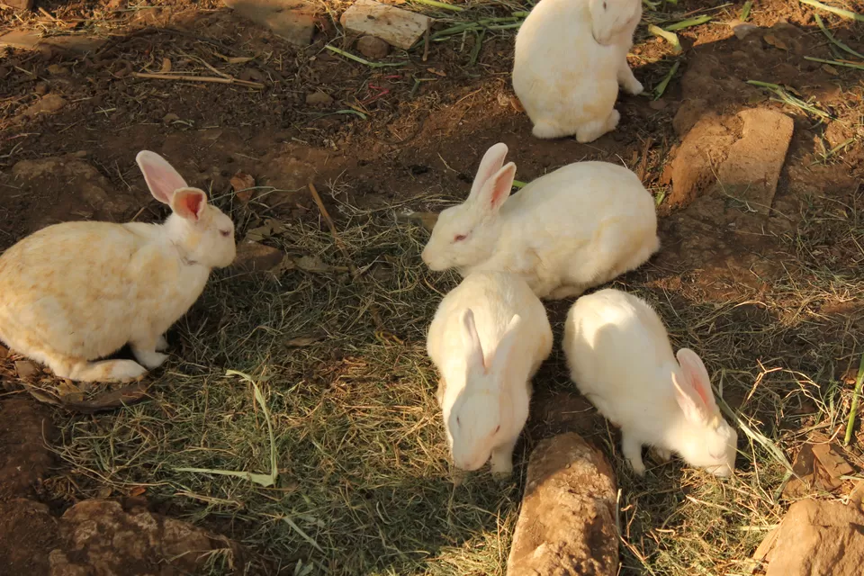Photo of Nisargadhama, Cauvery, Kodagu, Karnataka, India by Sasank Raavi