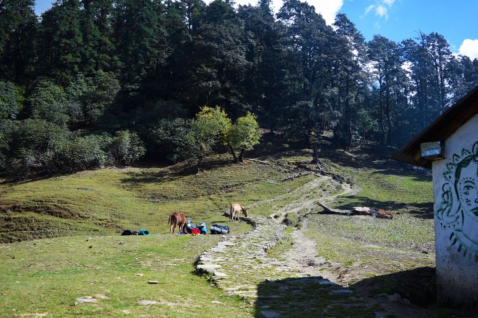 Photo of Wan, Uttarakhand, India by Yeesha Prakash