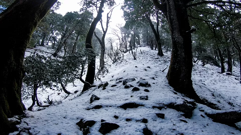 Photo of Nag Tibba Trek - A Scenic Journey by Hritik Wadhwa