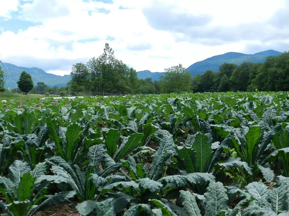 Photo of Knee Deep Farm, Edwards Road, Jeffersonville, VT, United States by Kimberly Fisher