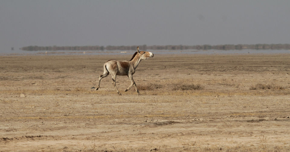 Photo of Not So Little Rann of Kachchh 15/15 by Karandeep Mehra