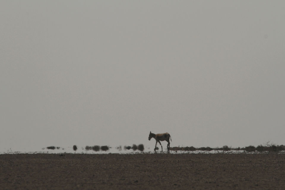 Photo of Not So Little Rann of Kachchh 14/15 by Karandeep Mehra