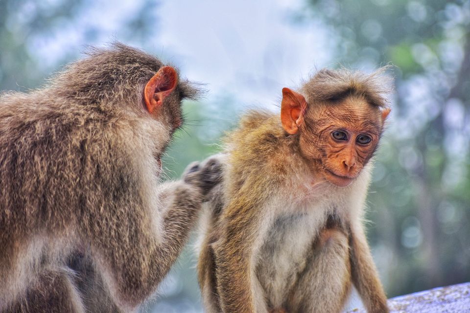 Photo of Valparai, Tamil Nadu, India by LAKSHMI NARAYAN