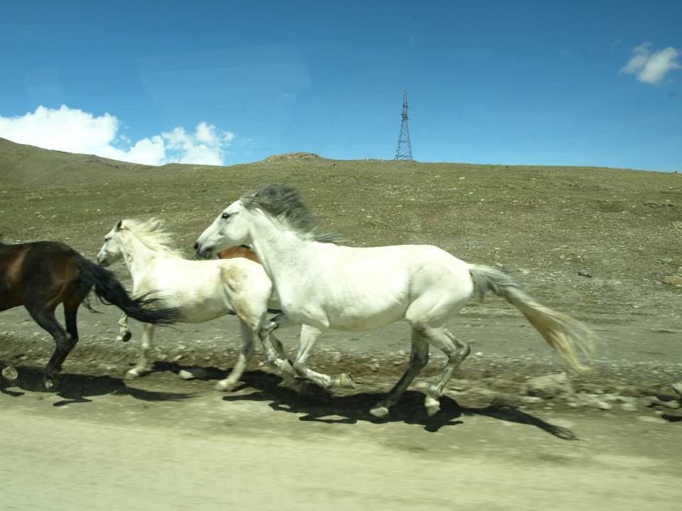 Photo of A Shepherds Life- Kyrgyzstan 11/12 by Prithvi Kini