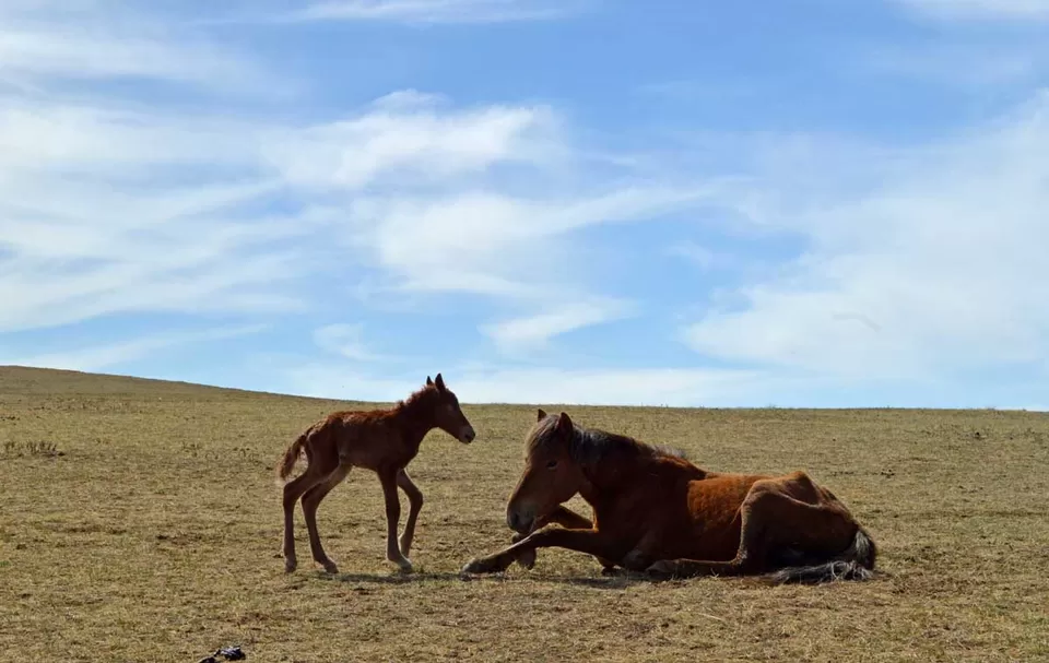 Photo of Khustai Mountains Road, Argalant, Tov, Mongolia by Yubanaswa Chakraborty