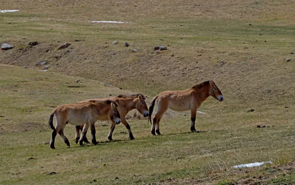 Photo of Khustai Mountains Road, Argalant, Tov, Mongolia by Yubanaswa Chakraborty