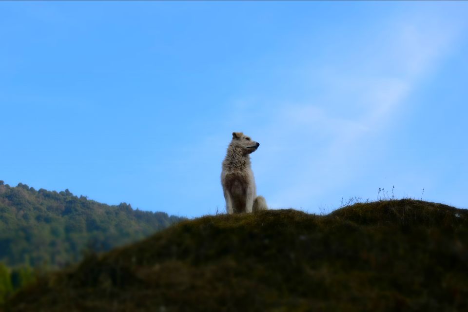 Photo of Sandakphu - where it seemed like heaven by Digisha Bose