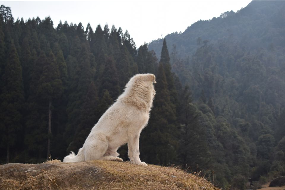 Photo of Sandakphu - where it seemed like heaven by Digisha Bose