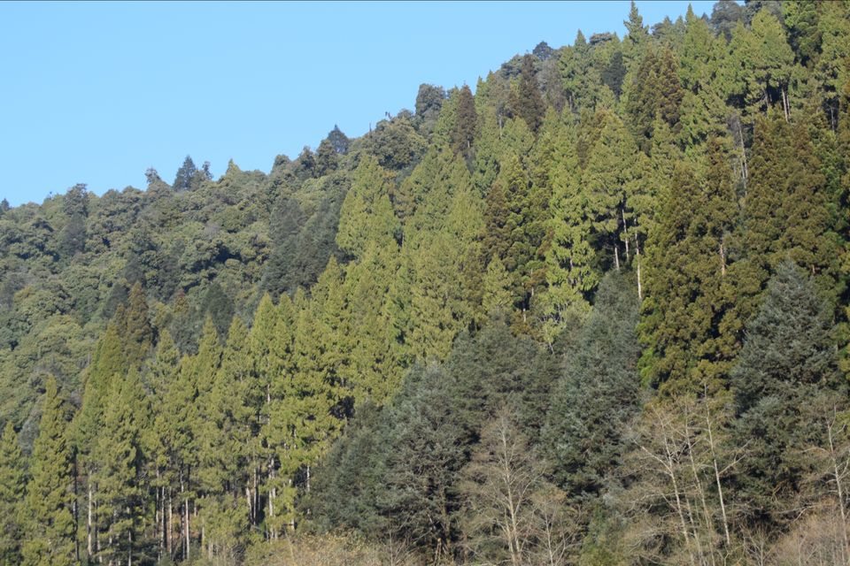 Photo of Sandakphu - where it seemed like heaven by Digisha Bose