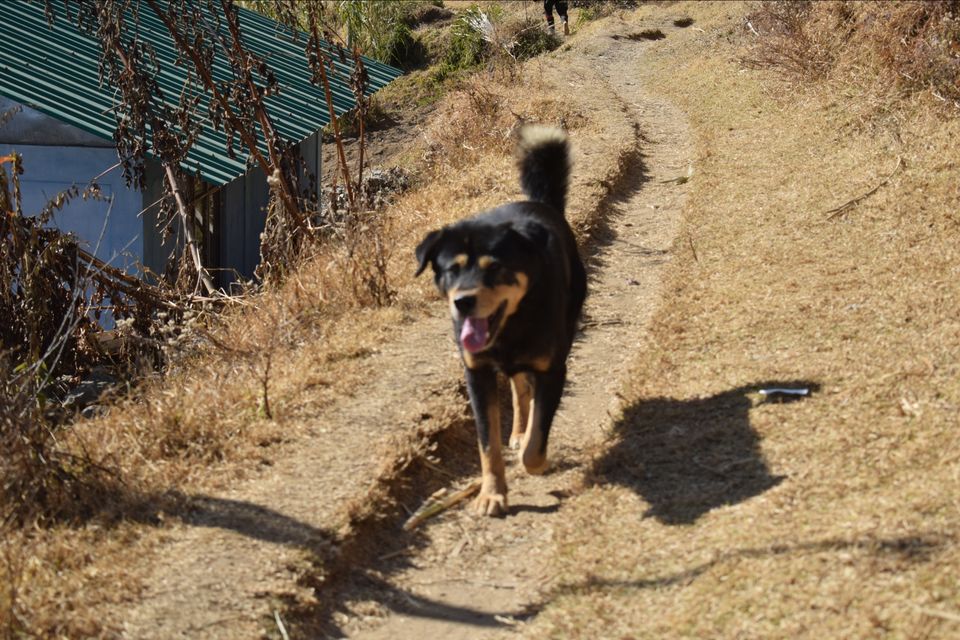 Photo of Sandakphu - where it seemed like heaven by Digisha Bose