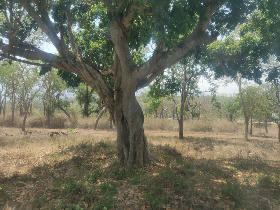 Photo of Bandipur National Park, Bandipur, Karnataka, India by Chaitali Chatterjee