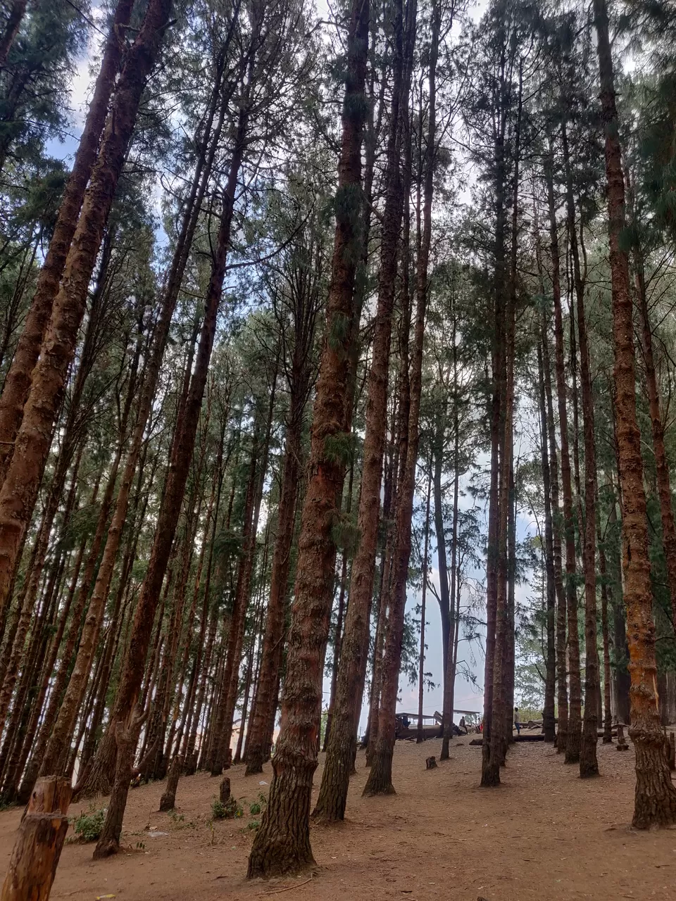 Photo of Tree Park, Coimbatore-Ooty-Gundlupet Highway, Sholur, Tamil Nadu, India by Chaitali Chatterjee