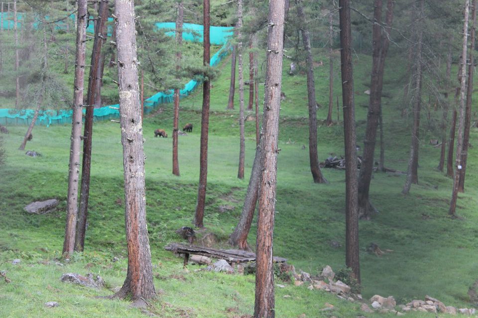 Photo of Royal Takin Preserve, Motithang, Bhutan by Chaitali Chatterjee