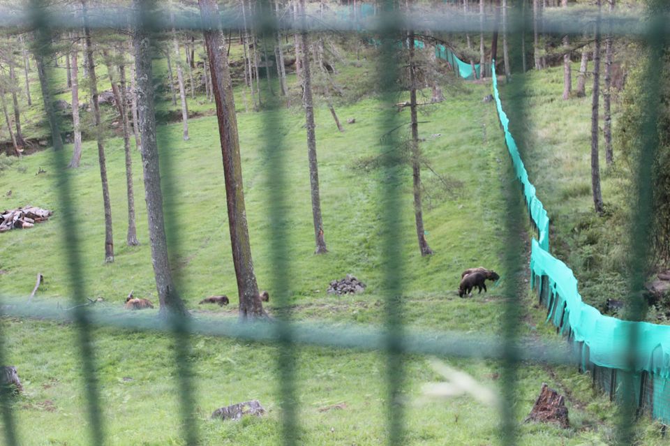 Photo of Royal Takin Preserve, Motithang, Bhutan by Chaitali Chatterjee