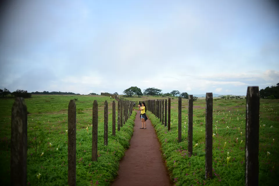 Photo of Kaas Plateau of Flowers, Maharashtra by Chaitali Chatterjee